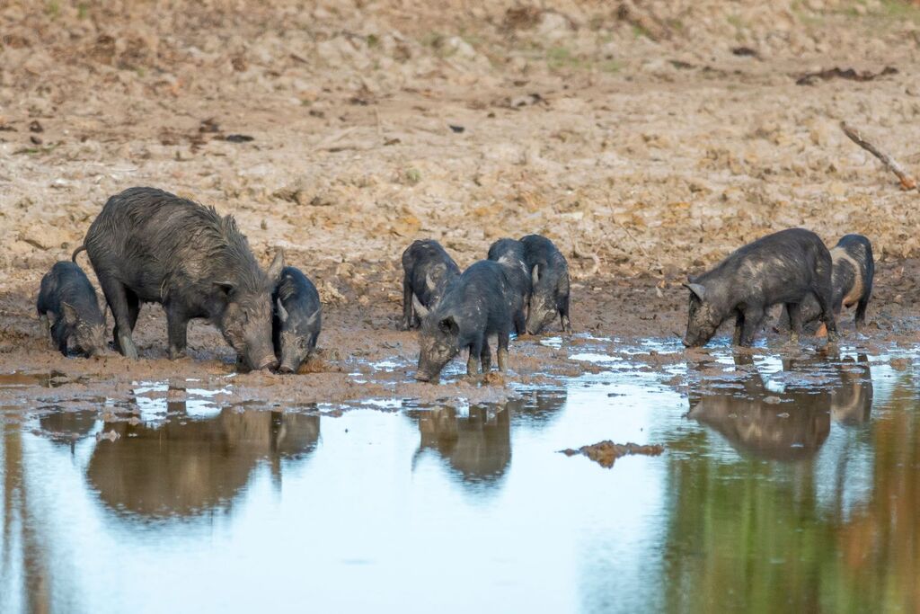 Feral pig control operation on rural property in Central West NSW