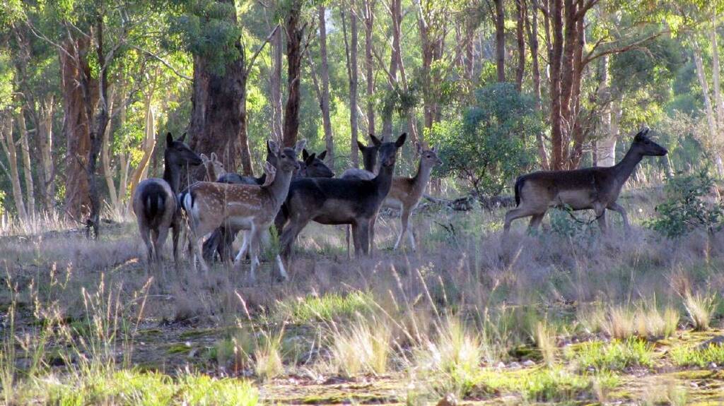 Deer management program for rural landholders near Wellington NSW