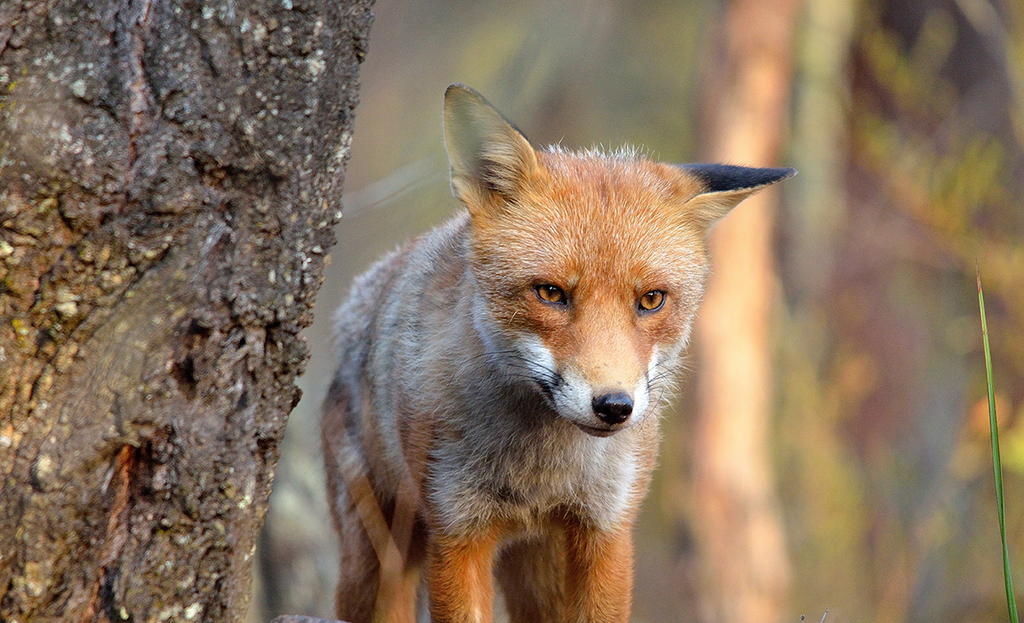 Fox management program on agricultural land near Narromine