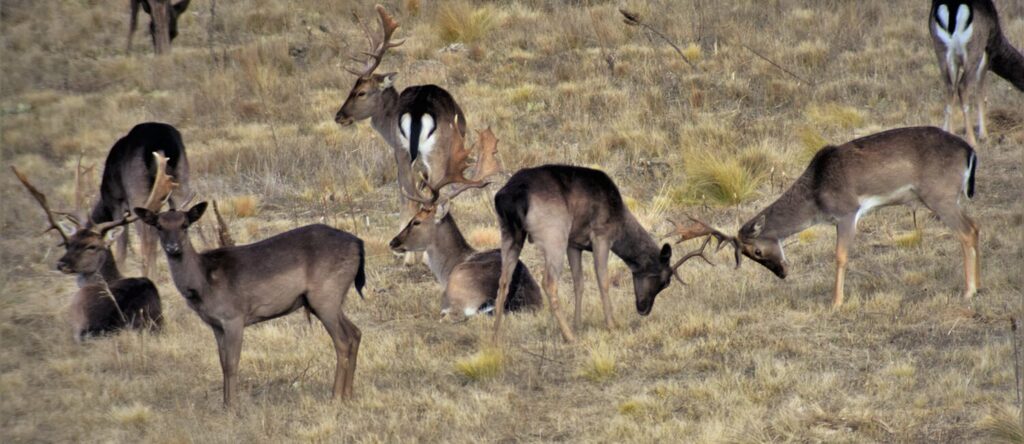 Feral deer population control on grazing land in NSW
