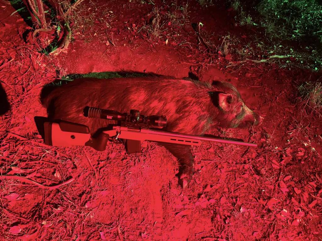 Feral pig control operation on rural property in Central West NSW