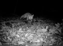 Thermal image of a fox during rural pest control monitoring