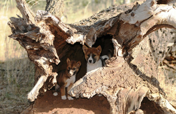 Wild dog control program protecting livestock in Central West NSW