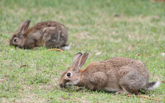 Rabbit pest management for rural properties in Central West NSW