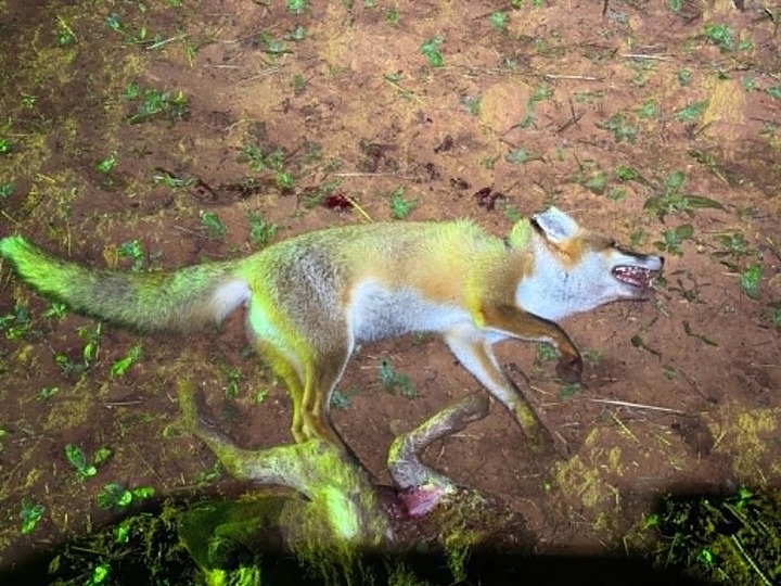 Fox attacking lamb carcass – example of feral pest damage impacting livestock in Central West NSW