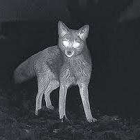 Thermal imaging detecting fox activity during night control operation