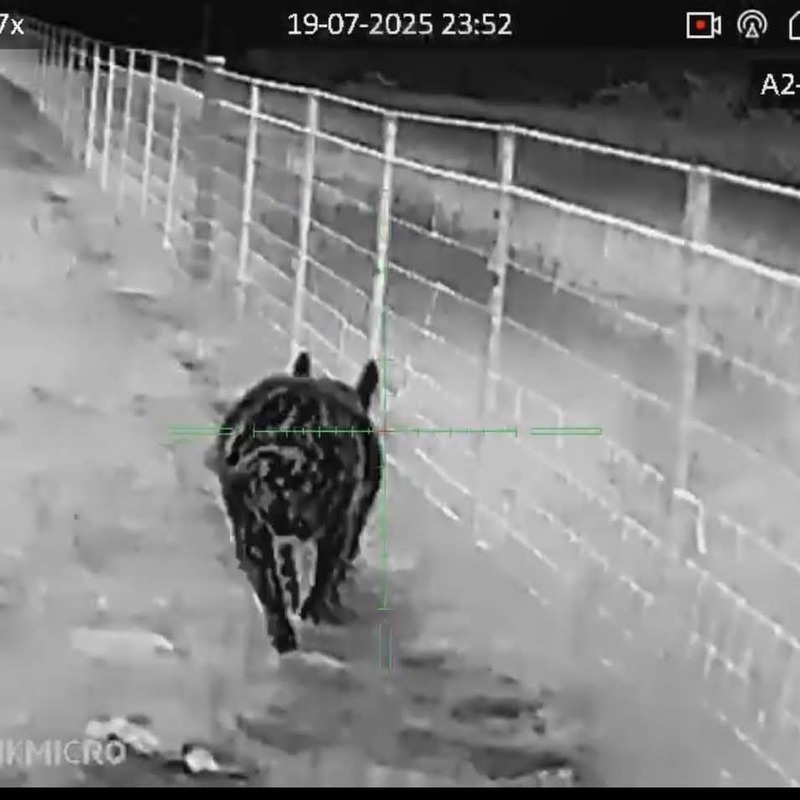 Night-time feral pig control operation using thermal equipment