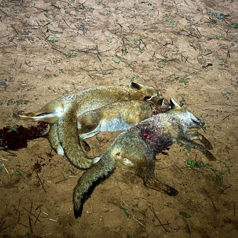 Fox management results following coordinated pest control program