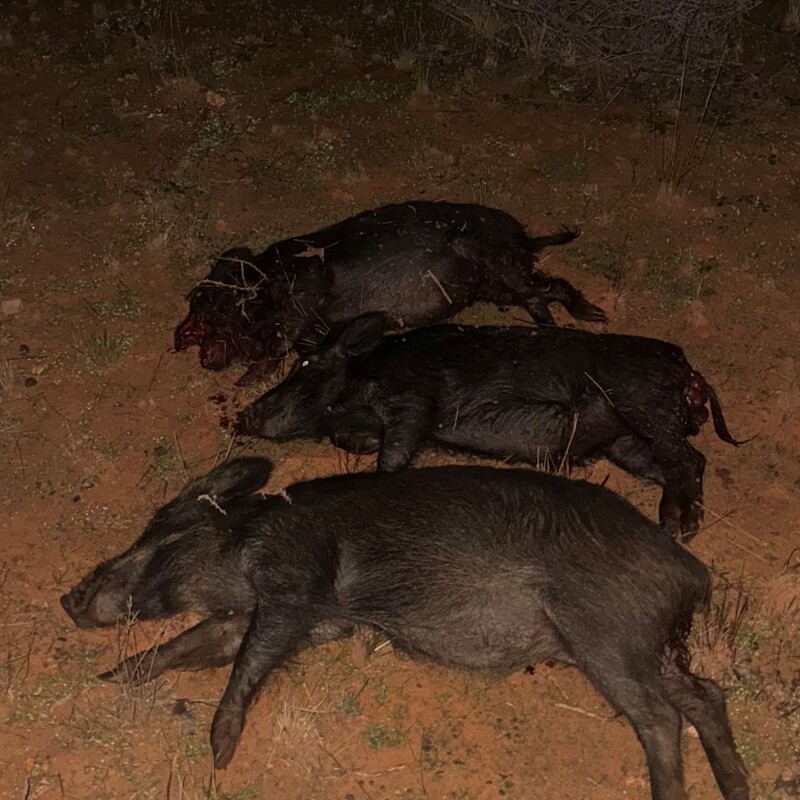 Feral pig control results following targeted pest management program