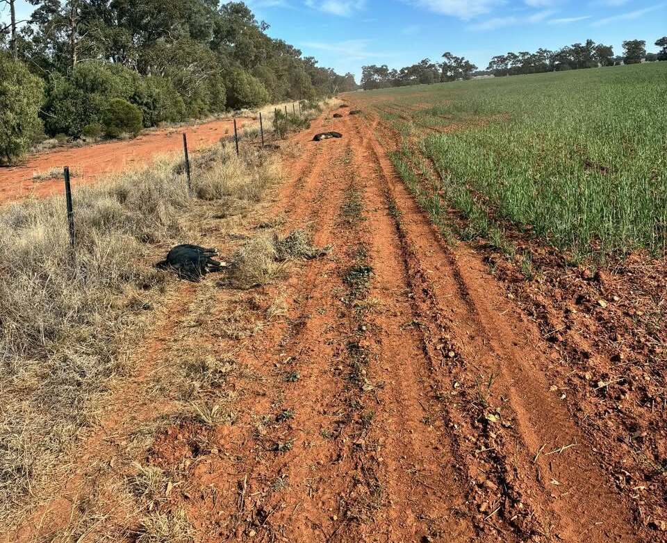 Feral pig control operation on rural property in Central West NSW
